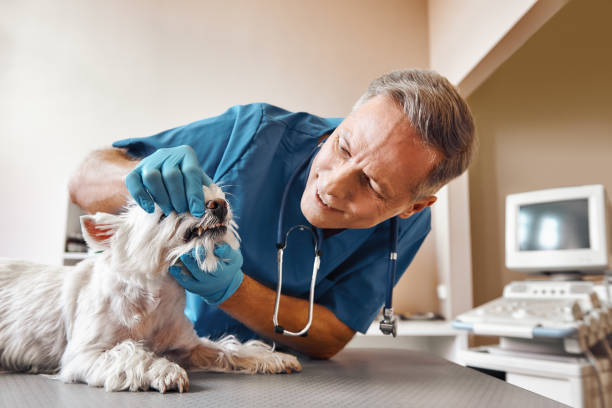 Best Urgent Tooth Repair  in Ballwin, MO